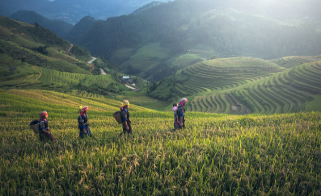 Gạo Việt Nam trên thế giới